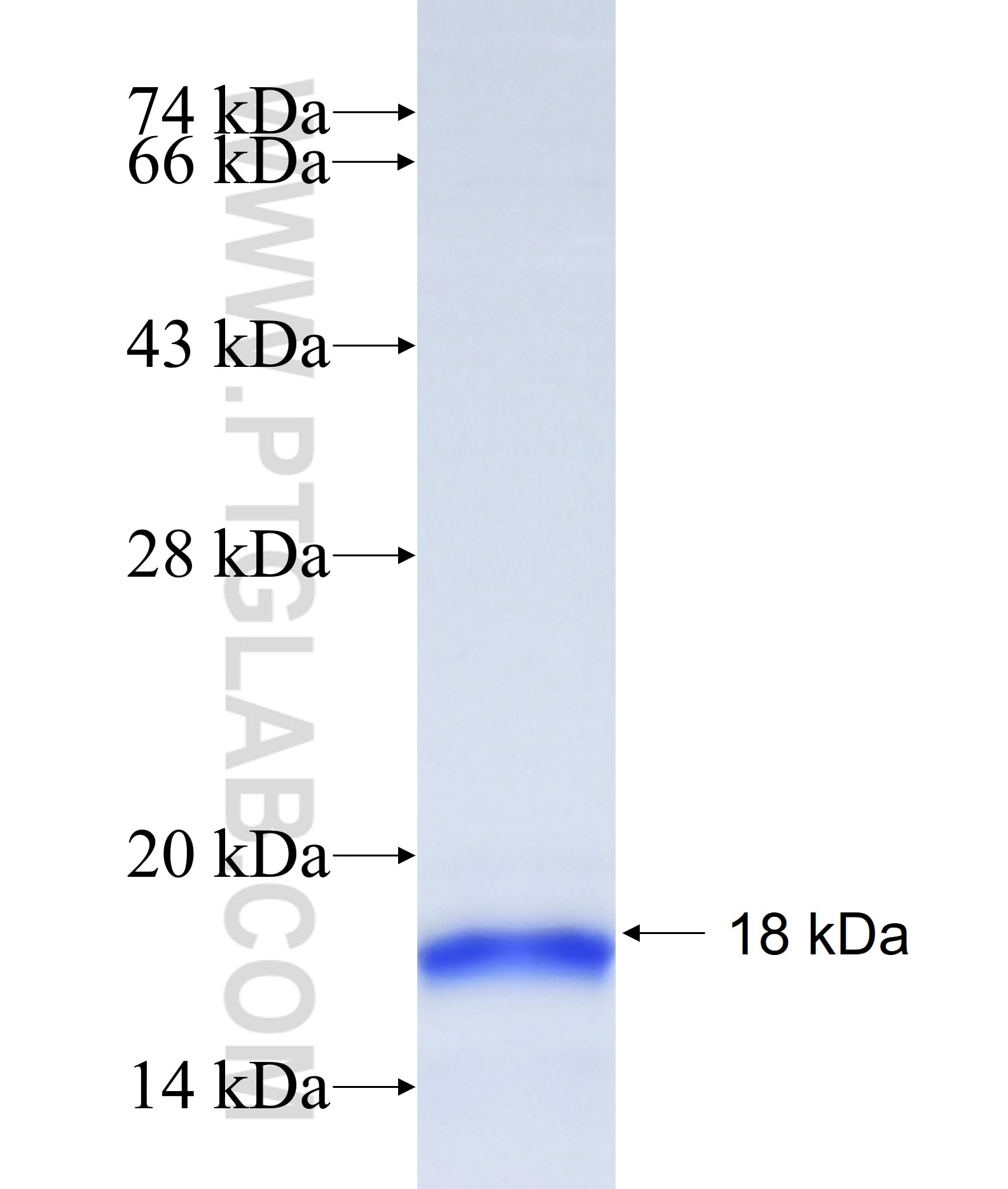 CXCL17 fusion protein Ag12516 SDS-PAGE