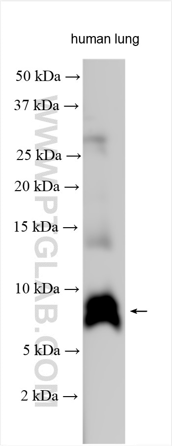 Western Blot (WB) analysis of various lysates using CXCL2 Polyclonal antibody (16325-1-AP)