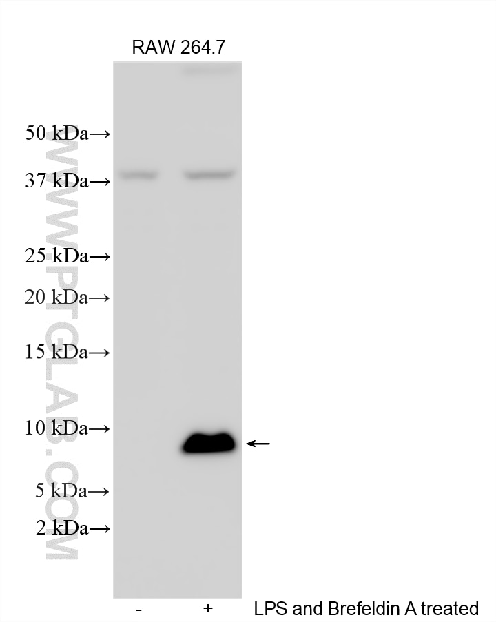 WB analysis using 16325-1-AP Western Blot (WB) analysis of various lysates using CXCL2 Polyclonal antibody (16325-1-AP)