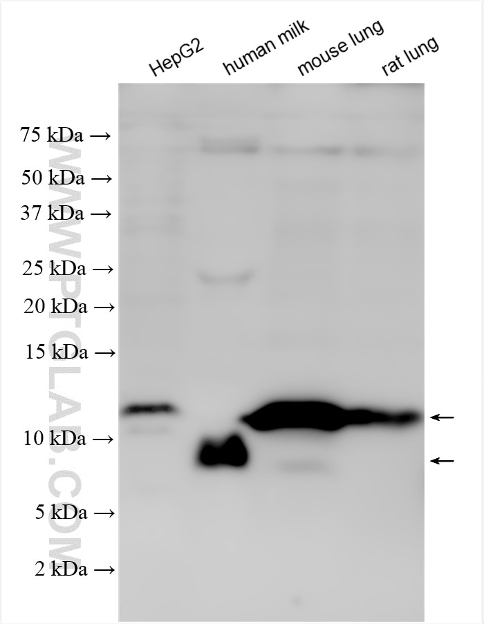 Western Blot (WB) analysis of various lysates using CXCL2 Polyclonal antibody (26791-1-AP)