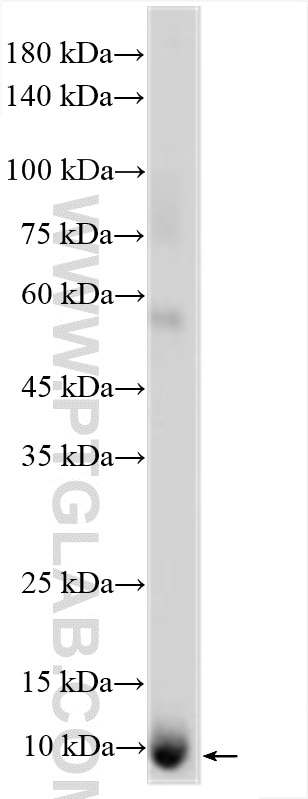 Western Blot (WB) analysis of various lysates using CXCL2 Polyclonal antibody (26791-1-AP)