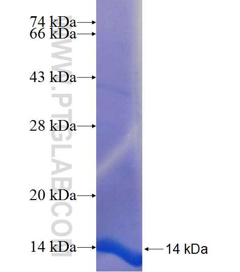 CXCL2 fusion protein Ag25376 SDS-PAGE