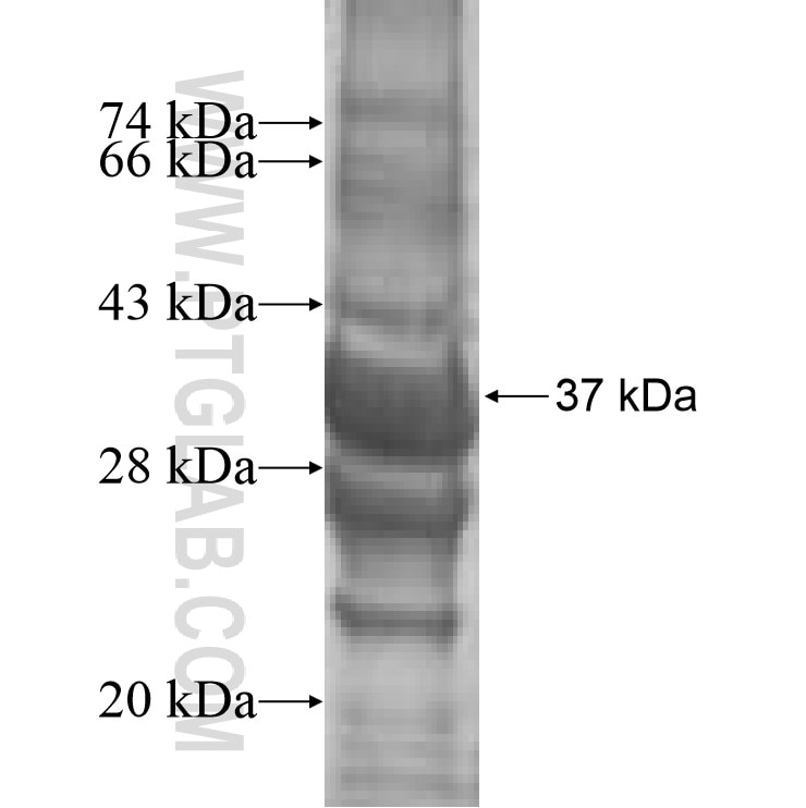 CXCL2 fusion protein Ag9410 SDS-PAGE