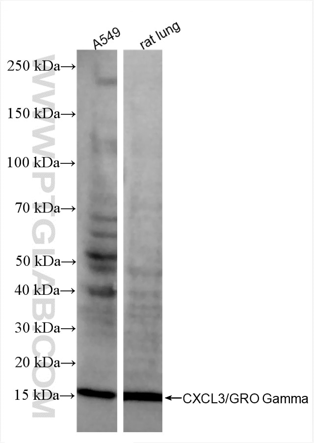 Western Blot (WB) analysis of various lysates using CXCL3 Recombinant antibody (86261-1-RR)