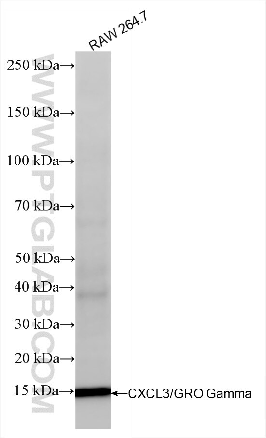 Western Blot (WB) analysis of RAW 264.7 cells using CXCL3 Recombinant antibody (86261-1-RR)