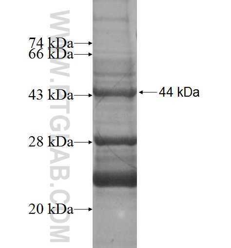 CXCL3 fusion protein Ag1732 SDS-PAGE