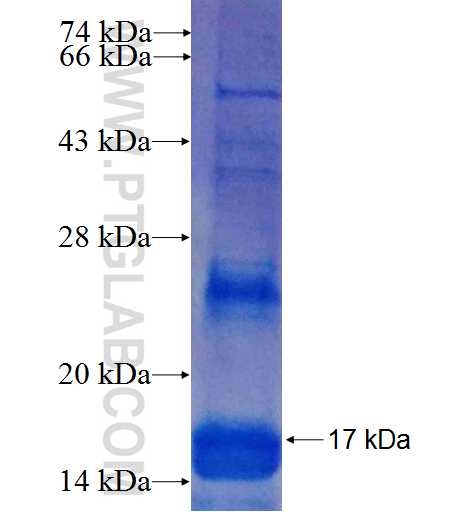 CXCL3 fusion protein Ag4397 SDS-PAGE