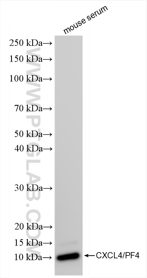 Western Blot (WB) analysis of mouse serum using CXCL4/PF4 Recombinant antibody (85647-1-RR)