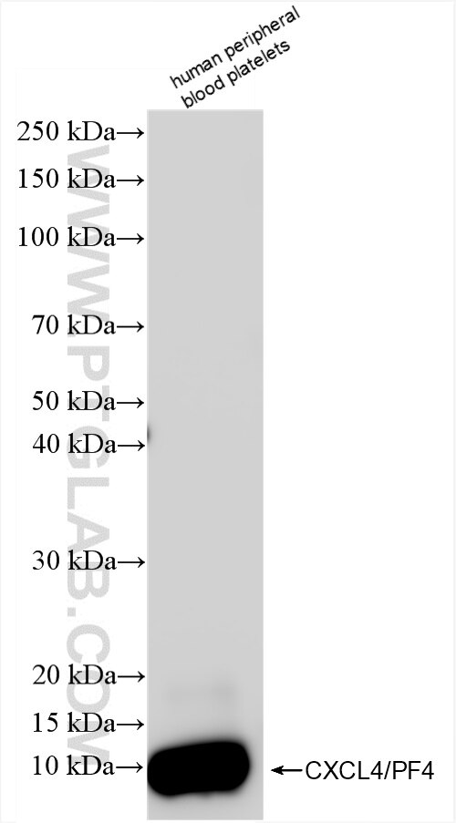 CXCL4/PF4