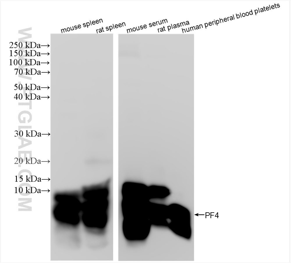 Western Blot (WB) analysis of various lysates using CXCL4/PF4 Recombinant antibody (85738-1-RR)