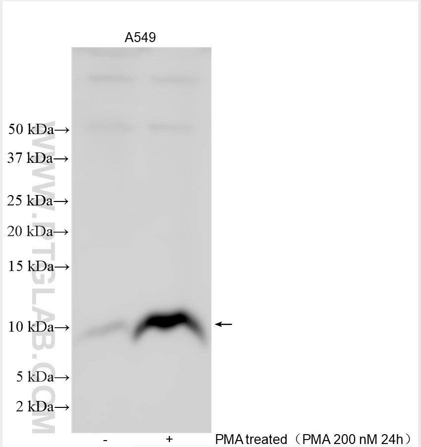 Western Blot (WB) analysis of various lysates using CXCL5 Polyclonal antibody (10809-1-AP)
