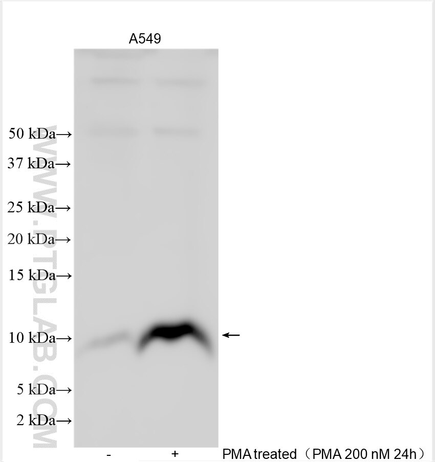Western Blot (WB) analysis of various lysates using LIX/CXCL5 Polyclonal antibody (10809-1-AP)