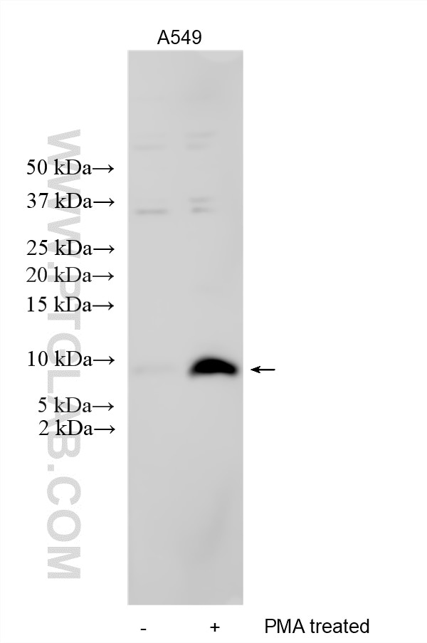 Western Blot (WB) analysis of various lysates using LIX/CXCL5 Polyclonal antibody (10809-1-AP)
