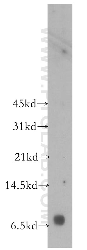 LIX/CXCL5