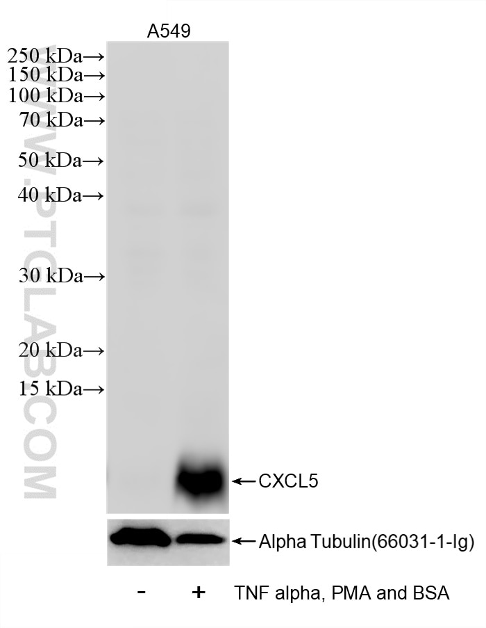 Western Blot (WB) analysis of A549 cells using CXCL5 Recombinant monoclonal antibody (85606-5-RR)