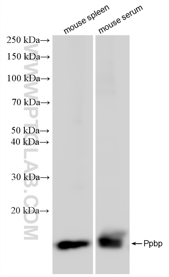 Various lysates were subjected to SDS PAGE followed by western blot with 86907-3-RR (Ppbp antibody) at dilution of 1:10000 incubated at room temperature for 1.5 hours. This data was developed using the same antibody clone with 86907-3-PBS in a different storage buffer formulation. Western Blot (WB) analysis of various lysates using CXCL7/PPBP Recombinant monoclonal antibody (86907-3-RR)