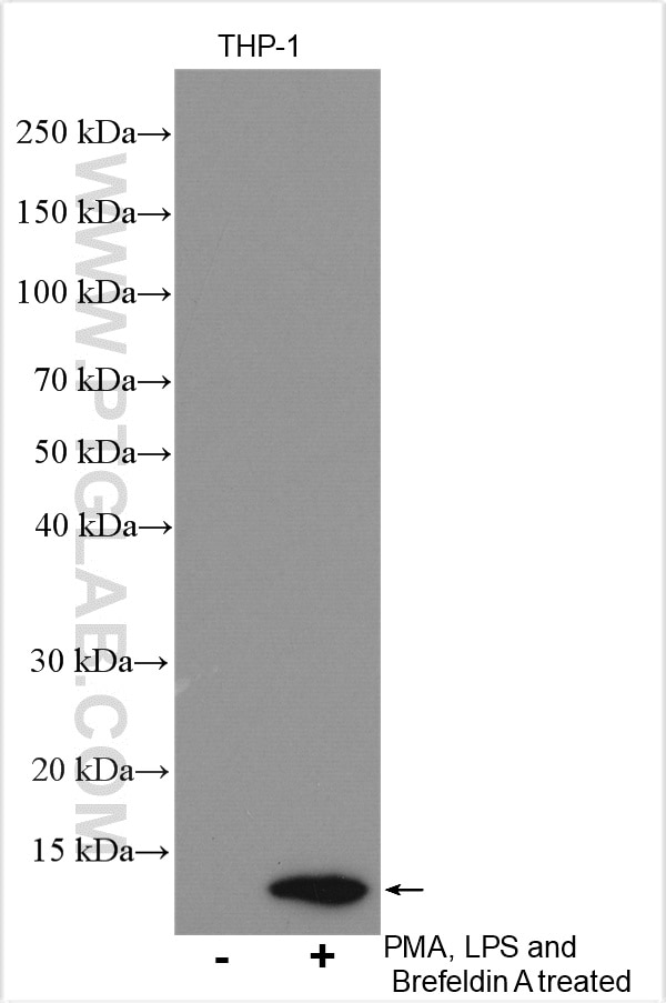 Western Blot (WB) analysis of various lysates using CXCL8/IL-8 Polyclonal antibody (17038-1-AP)