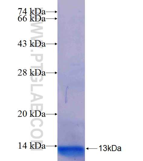 CXCL8/IL-8 fusion protein Ag26227 SDS-PAGE