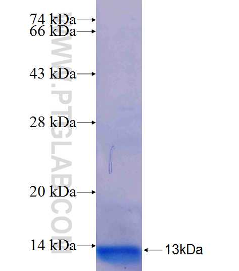 CXCL8/IL-8 fusion protein Ag26227 SDS-PAGE