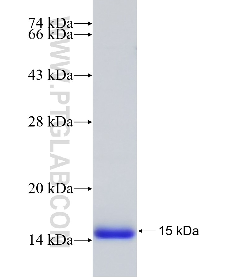 CXCL8/IL-8 fusion protein Ag17729 SDS-PAGE