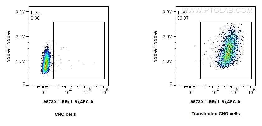 FC experiment of Transfected CHO using 98730-1-RR Flow cytometry (FC) experiment of Transfected CHO using Anti-Pig CXCL8/IL-8 Rabbit Recombinant Antibody (98730-1-RR)