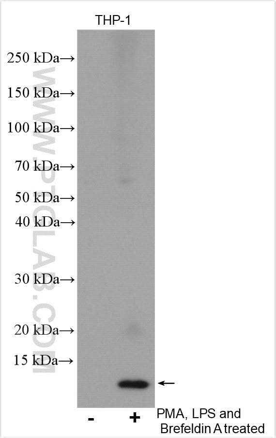 Western Blot (WB) analysis of various lysates using CXCL8/IL-8 Polyclonal antibody (27095-1-AP)