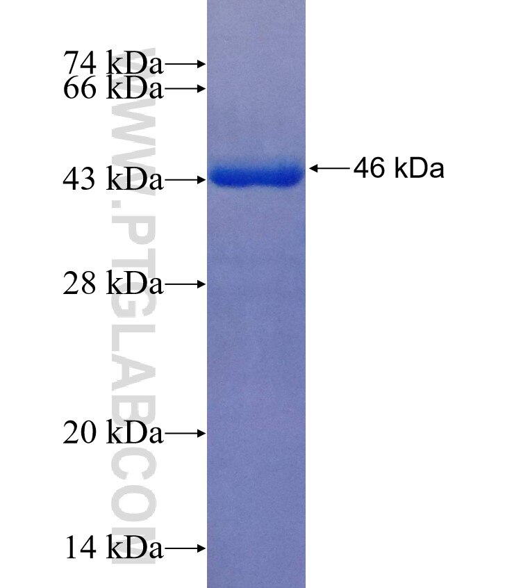CXCL9 fusion protein Ag25992 SDS-PAGE