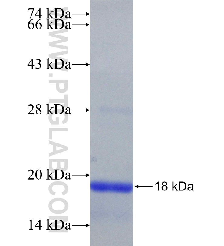 CXCL9 fusion protein Ag19322 SDS-PAGE