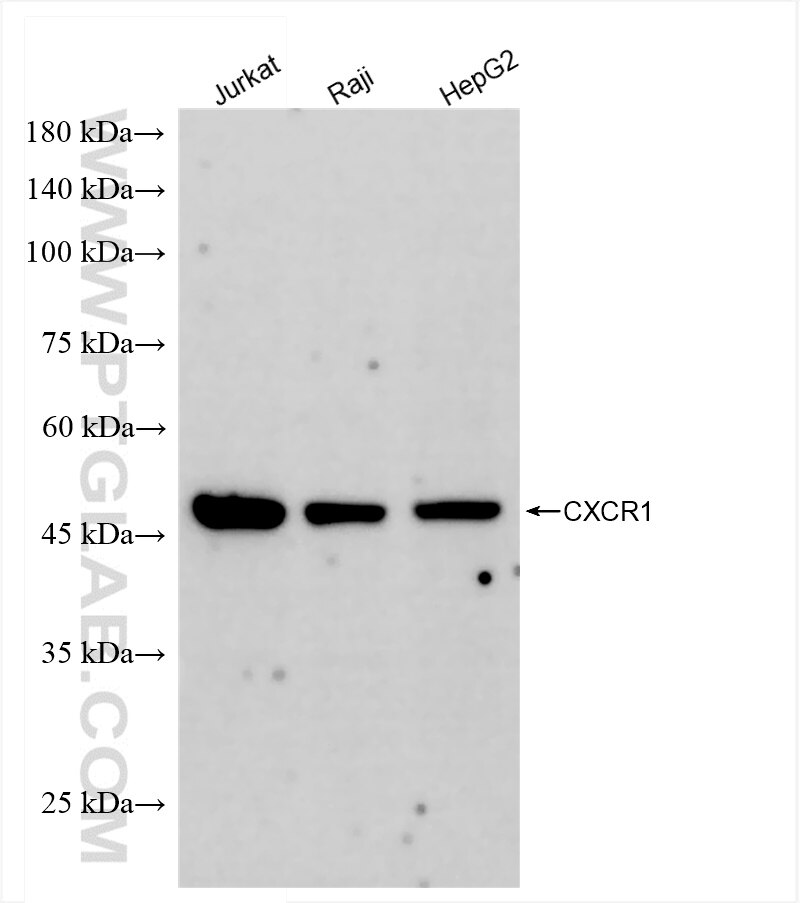 Western Blot (WB) analysis of various lysates using CXCR1 Recombinant antibody (83801-4-RR)