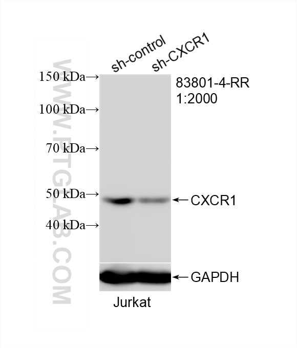 Western Blot (WB) analysis of Jurkat cells using CXCR1 Recombinant antibody (83801-4-RR)