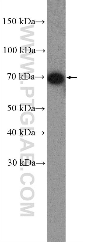 Western Blot (WB) analysis of HepG2 cells using CXCR3 Polyclonal antibody (26756-1-AP)