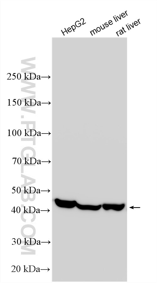 Western Blot (WB) analysis of various lysates using CXCR3 Recombinant monoclonal antibody (84655-5-RR)
