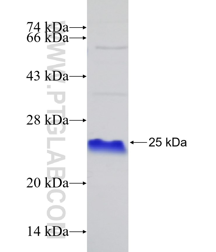 CXCR3 fusion protein Ag25056 SDS-PAGE