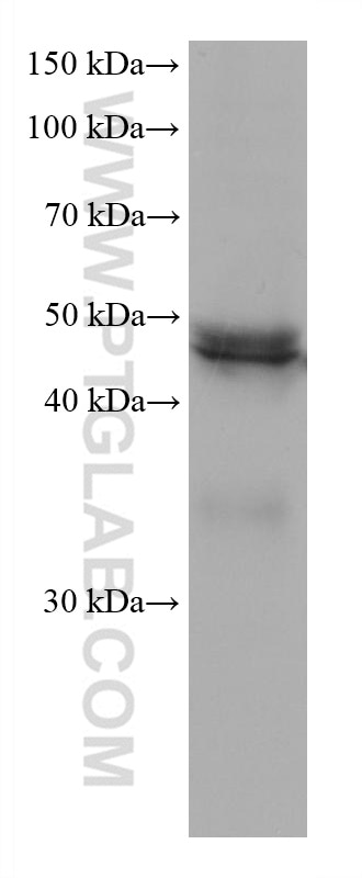 Western Blot (WB) analysis of HT-29 cells using CXCR3B-specific Monoclonal antibody (60065-1-Ig)