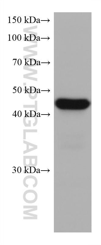 Western Blot (WB) analysis of MOLT-4 cells using CXCR3B-specific Monoclonal antibody (60065-1-Ig)