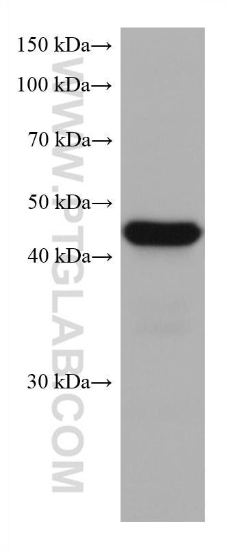 WB analysis of MOLT-4 using 60065-1-Ig