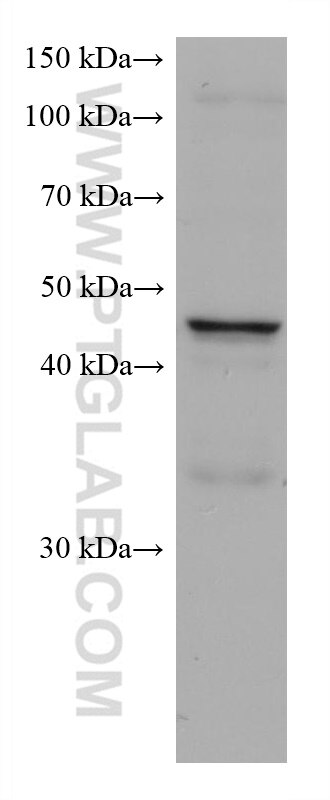 Western Blot (WB) analysis of Jurkat cells using CXCR3B-specific Monoclonal antibody (60065-1-Ig)