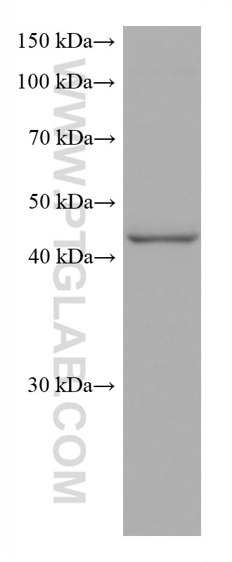 Western Blot (WB) analysis of U-937 cells using CXCR3B-specific Monoclonal antibody (60065-1-Ig)