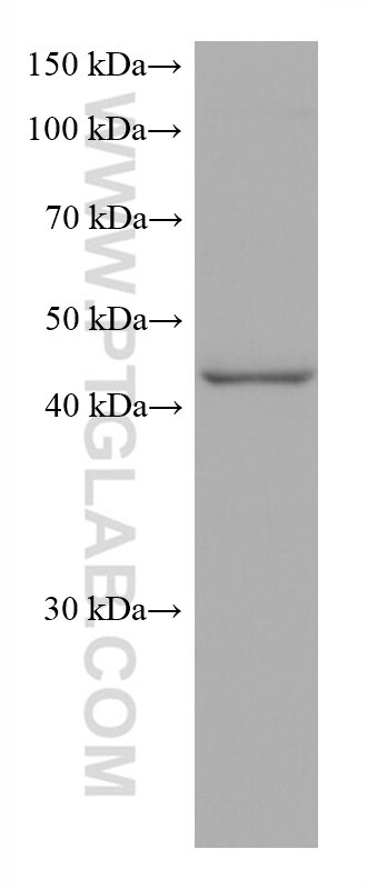 WB analysis of U-937 using 60065-1-Ig