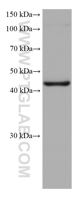 Western Blot (WB) analysis of RAW 264.7 cells using CXCR3B-specific Monoclonal antibody (60065-1-Ig)