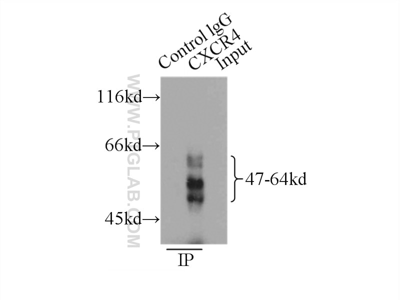 Immunoprecipitation (IP) experiment of HeLa cells using CXCR4 Polyclonal antibody (11073-2-AP)