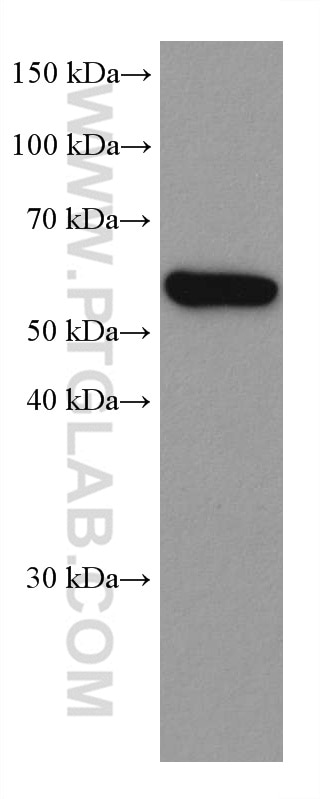 Western Blot (WB) analysis of HeLa cells using CXCR4 Monoclonal antibody (60042-1-Ig)