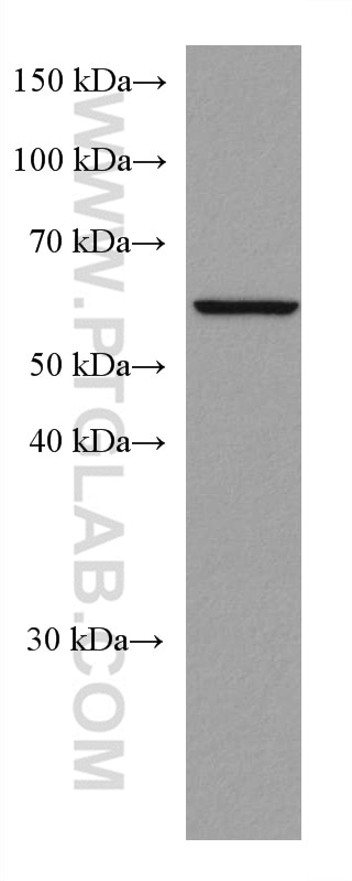 Western Blot (WB) analysis of THP-1 cells using CXCR4 Monoclonal antibody (60042-1-Ig)