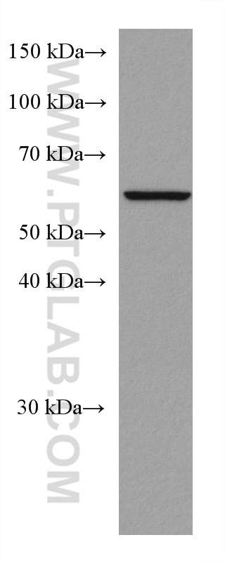 WB analysis of THP-1 using 60042-1-Ig