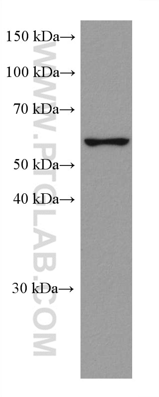 Western Blot (WB) analysis of Ramos cells using CXCR4 Monoclonal antibody (60042-1-Ig)