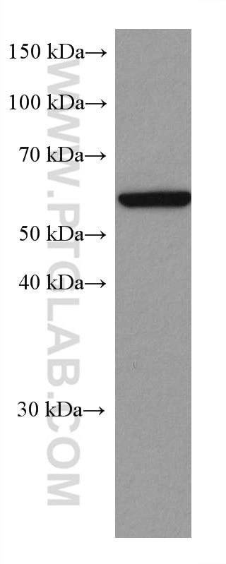 Western Blot (WB) analysis of Daudi cells using CXCR4 Monoclonal antibody (60042-1-Ig)