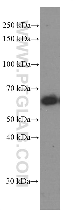 Western Blot (WB) analysis of K-562 cells using CXCR4 Monoclonal antibody (60042-1-Ig)