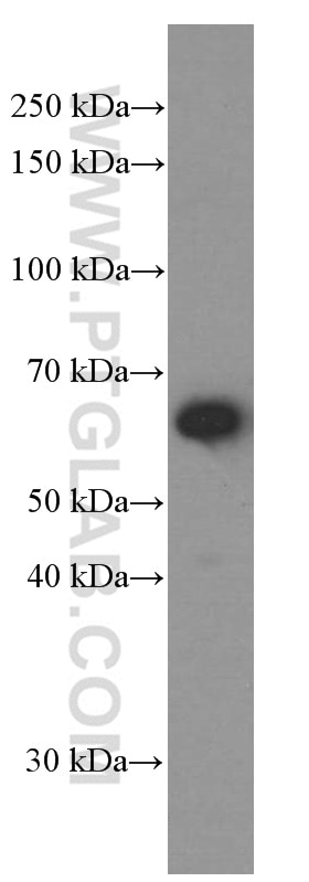 Western Blot (WB) analysis of U-937 cells using CXCR4 Monoclonal antibody (60042-1-Ig)