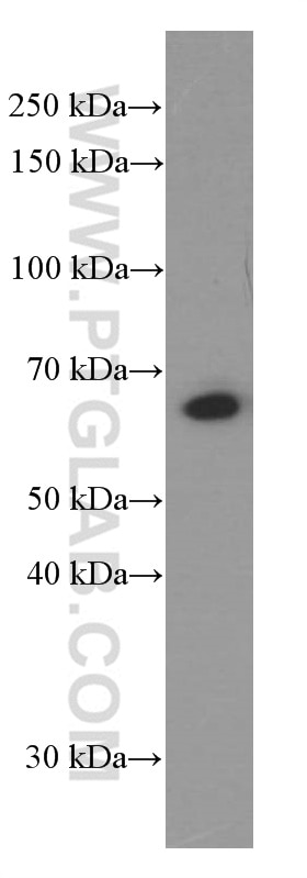 Western Blot (WB) analysis of Jurkat cells using CXCR4 Monoclonal antibody (60042-1-Ig)