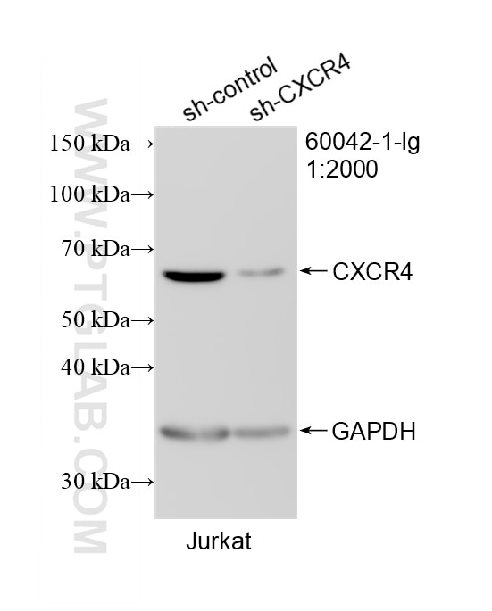 Western Blot (WB) analysis of Jurkat cells using CXCR4 Monoclonal antibody (60042-1-Ig)